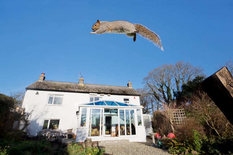 Grey squirrel