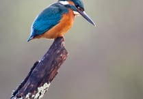 Cornwall wildlife trust launches wildlife photography competition