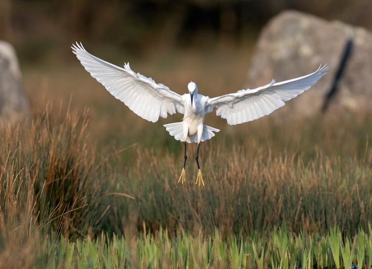 Little Egret