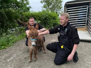 Two men arrested in connection with theft of little donkey Moon