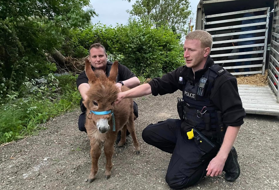 <p>Little donkey Moon was recovered on Wednesday night after a police investigation, and returned home to Miller's Ark petting farm near Hook</p>
