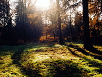 Cleanse your soul in a 'sound bath' at Alice Holt Forest this summer