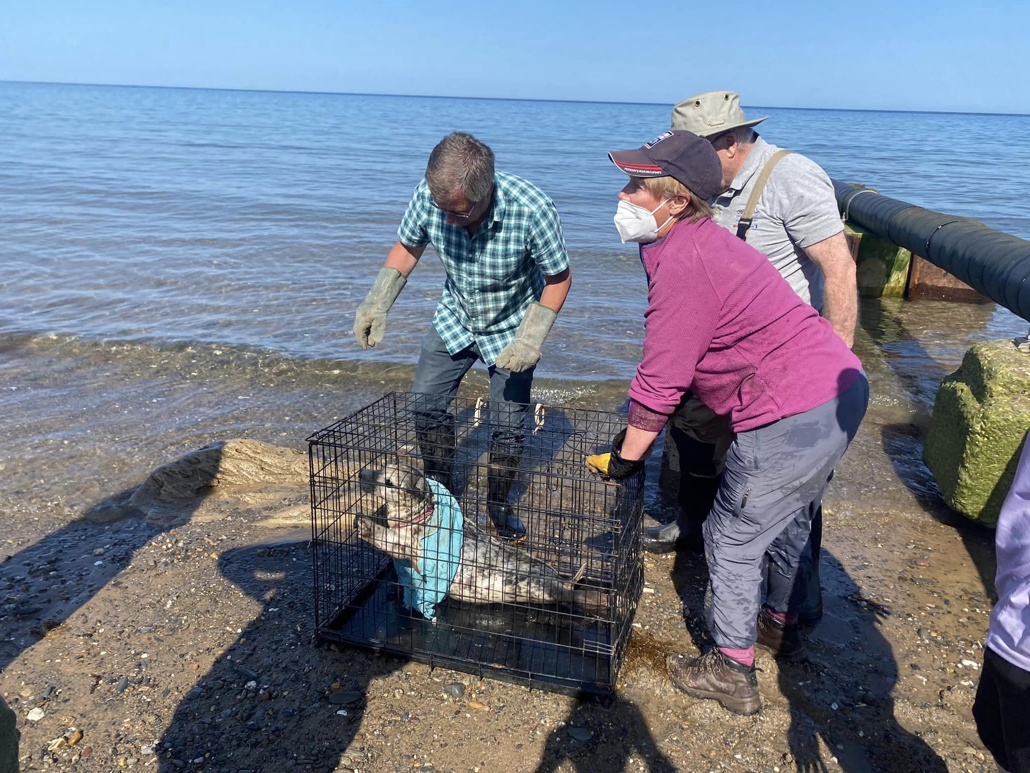 Injured seal rescued by Manx Wildlife Trust on Kirk Michael beach