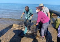 Seal rescued after injury from fishing line