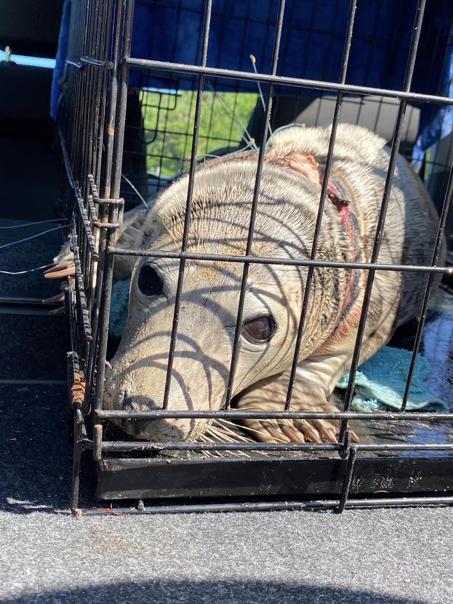 Injured seal rescued by Manx Wildlife Trust on Kirk Michael beach