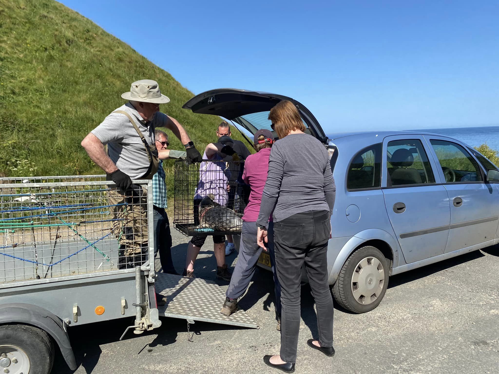 Injured seal rescued by Manx Wildlife Trust on Kirk Michael beach