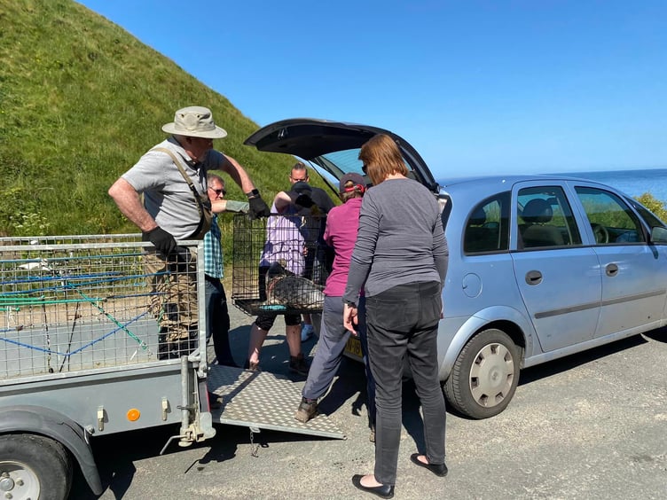 Injured seal rescued by Manx Wildlife Trust on Kirk Michael beach