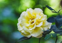 Headley Open Gardens to return this weekend – treasure hunt included!