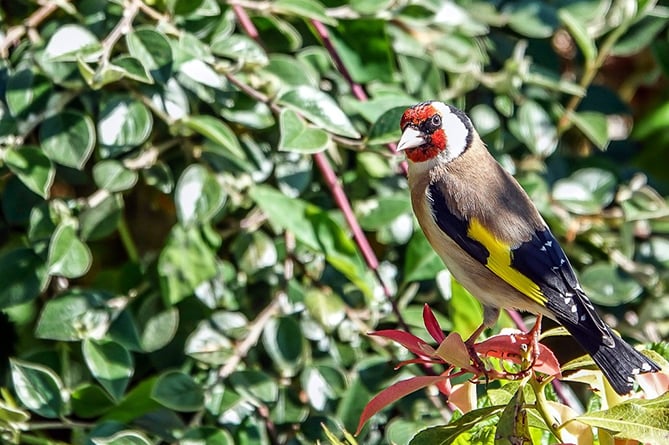 A goldfinch patiently waits its turn to feed, caught on film by Steve Williams