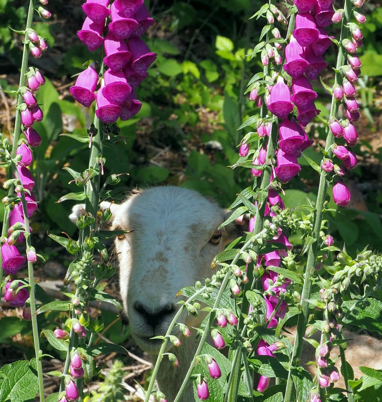 Andrew Currie caught this curious sheep peering through foxgloves