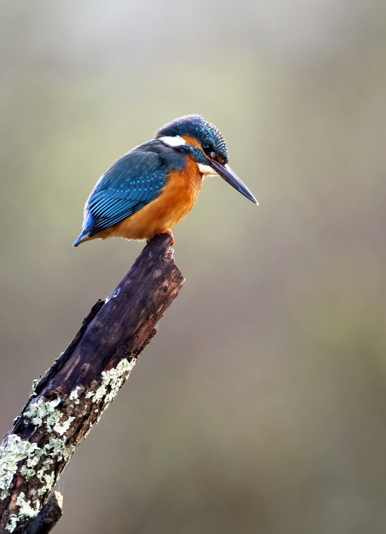 Pictured: A kingfisher, a little egret and two fox cubs all captured by competition judge Adrian Langdon