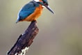 Wildlife photography competition