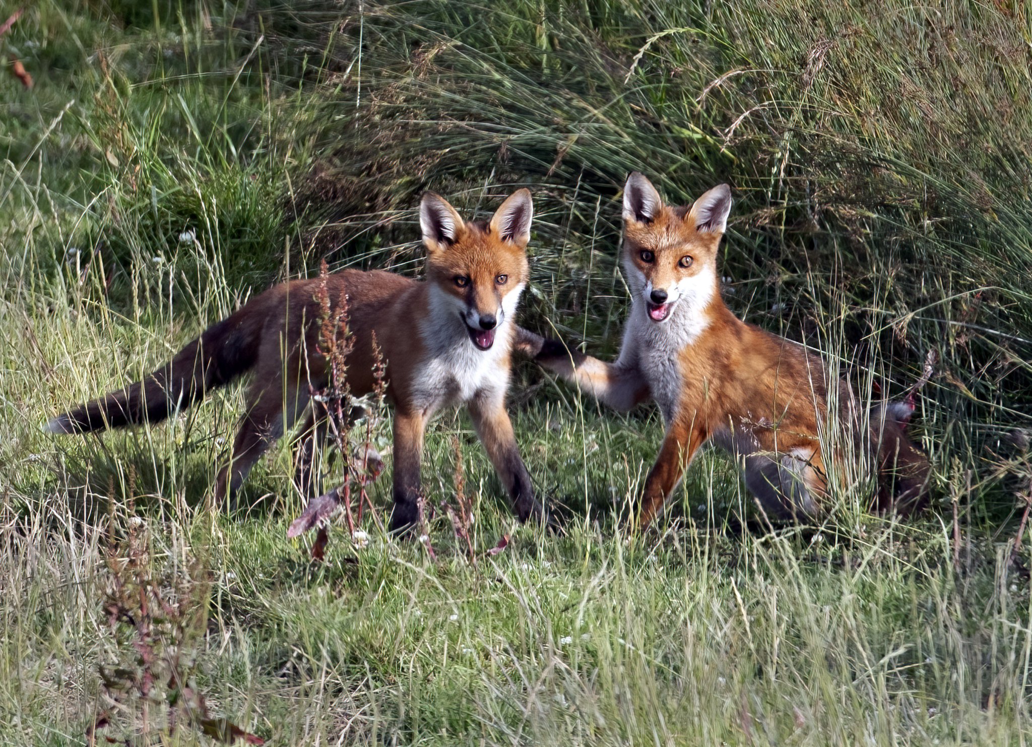 Pictured: A kingfisher, a little egret and two fox cubs all captured by competition judge Adrian Langdon