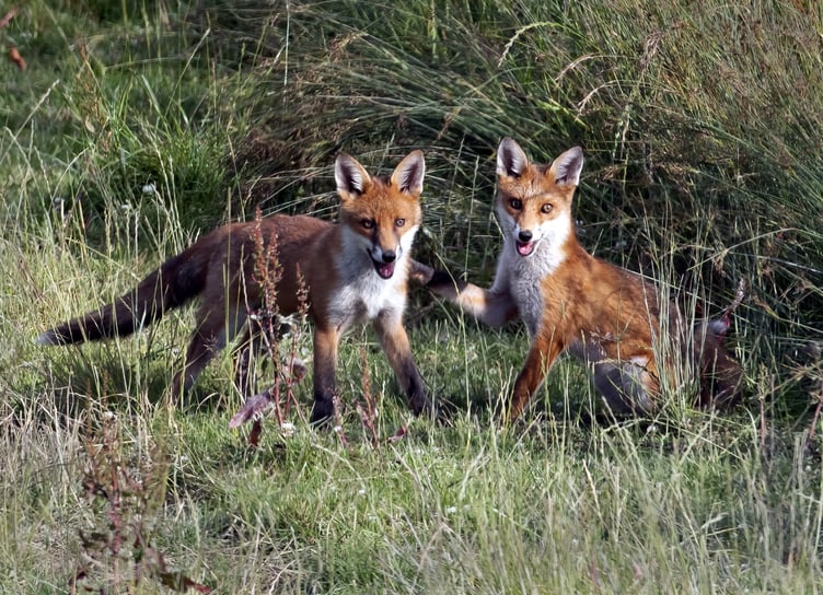 Pictured: A kingfisher, a little egret and two fox cubs all captured by competition judge Adrian Langdon