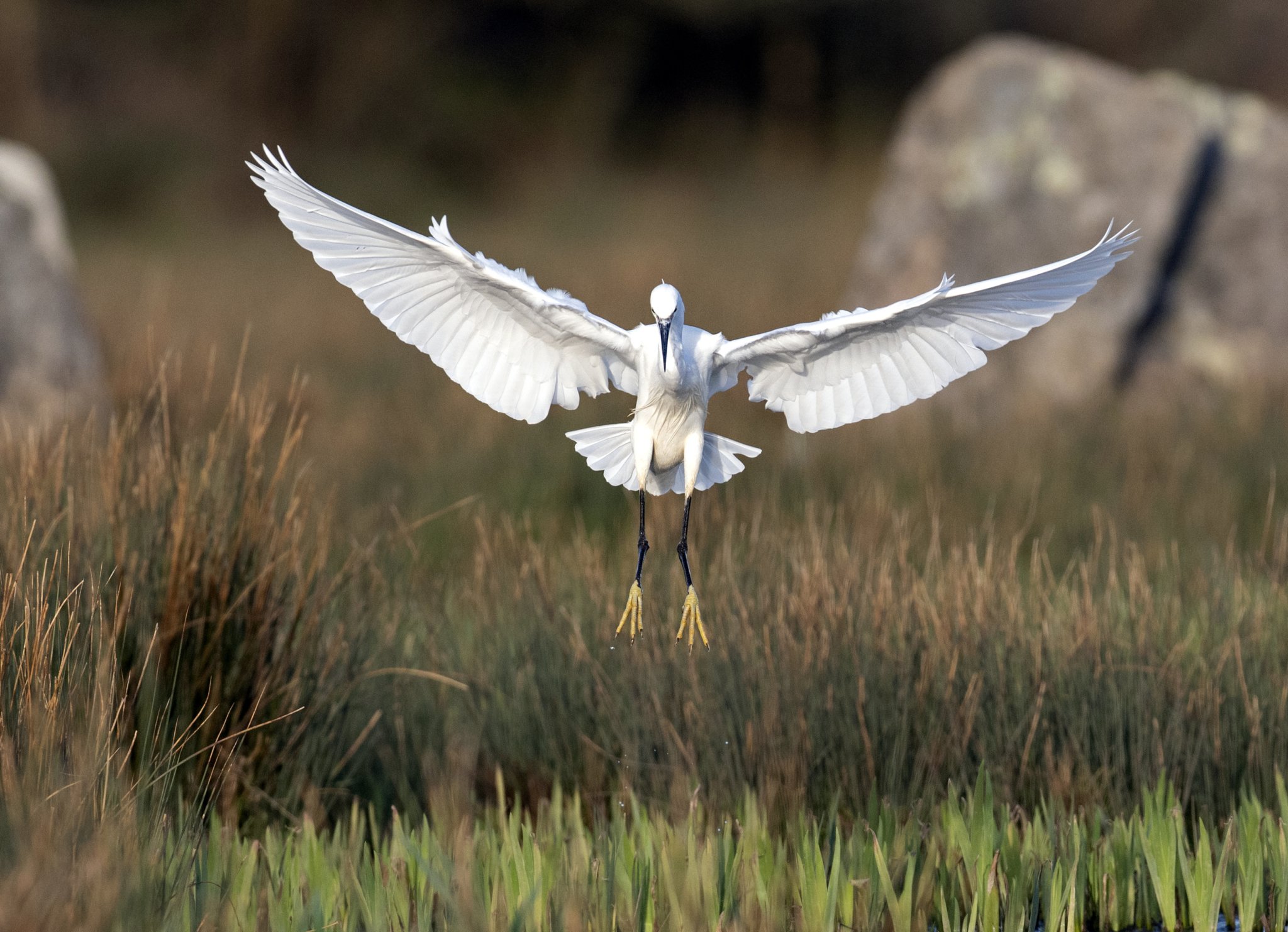 Pictured: A kingfisher, a little egret and two fox cubs all captured by competition judge Adrian Langdon