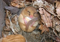 Nibbled hazelnuts reveal Haslemere is officially a dormouse 'hot spot'