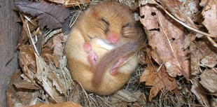 Nibbled hazelnuts reveal Haslemere is officially a dormouse 'hot spot'
