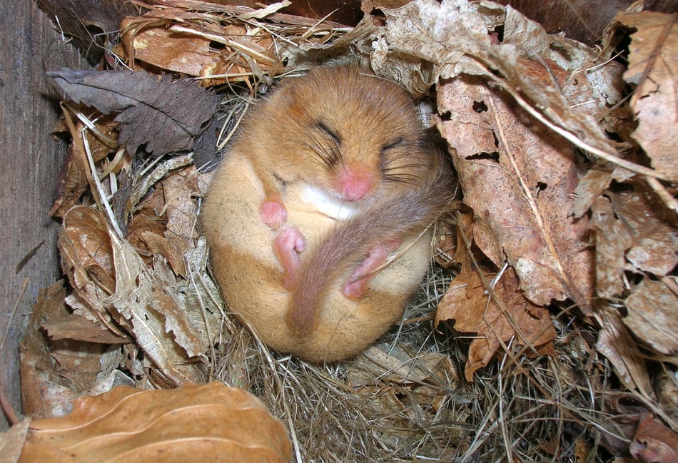 <p>Monitoring a dormouse nest box</p>