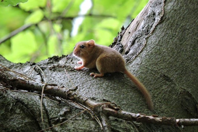 Hazel dormouse up a tree