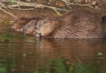 Released Forest of Dean beavers produce kits  