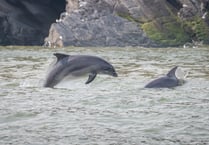 Gallery: Dolphins frolicking in Cardigan Bay