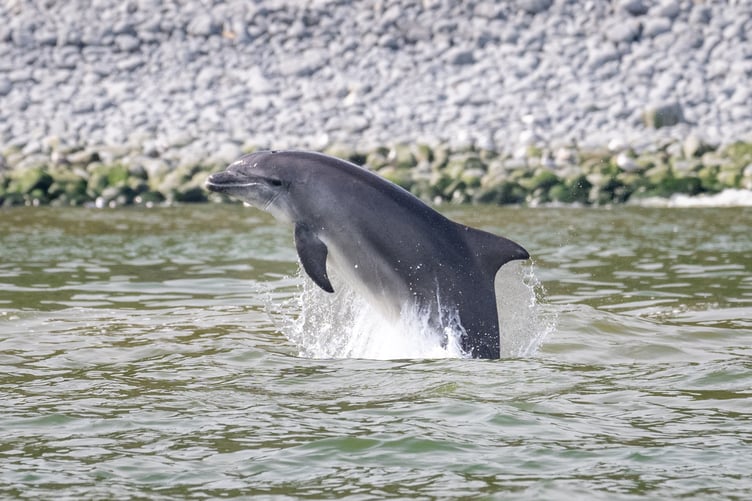 Bottlenose dolphins in Cardigan Bay