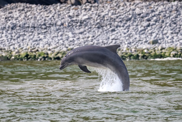 Bottlenose dolphins in Cardigan Bay