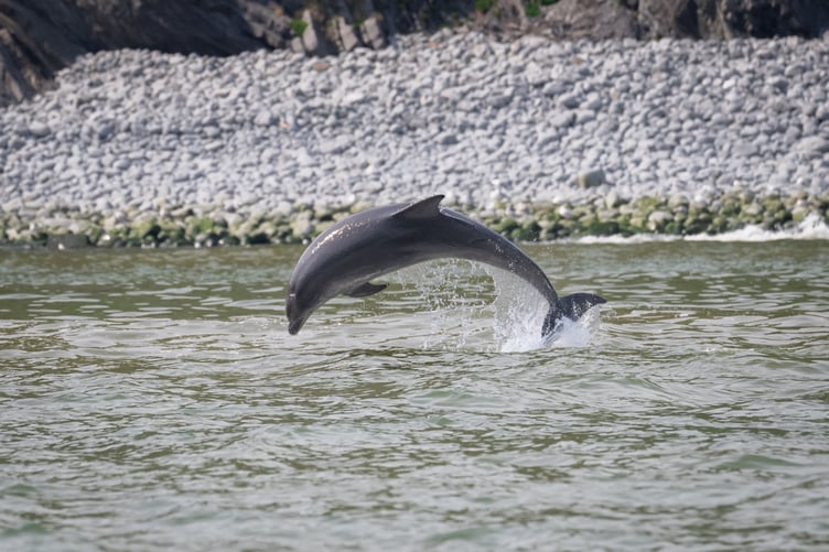 Bottlenose dolphins in Cardigan Bay
