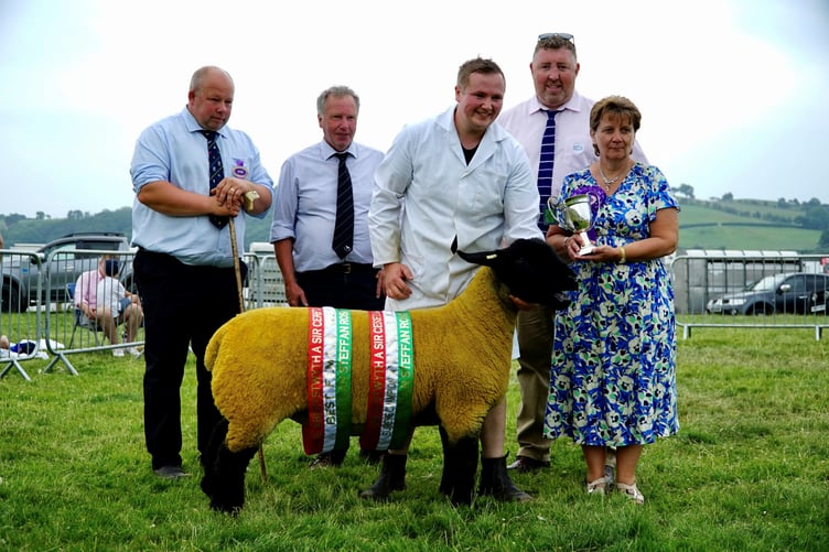 Sheep interbreed Dafydd Jones Frongoy Suffolk Shearling Ewe.