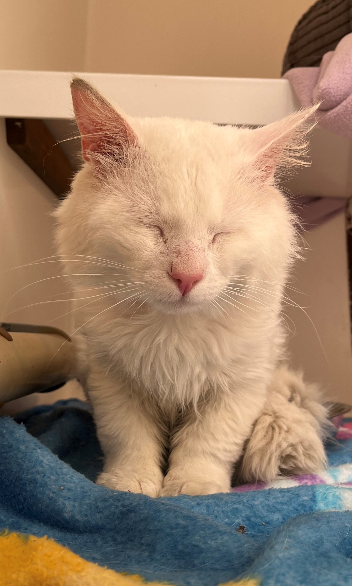 Sleepy Spud