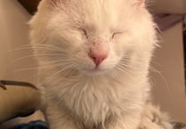 Manx SPCA column: Why your pet might be making you tired