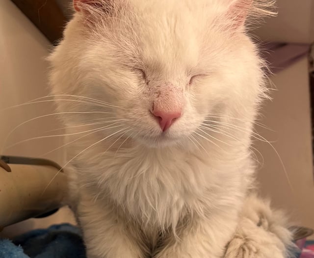 Manx SPCA column: Why your pet might be making you tired