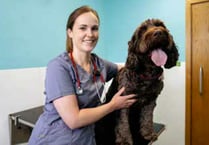 Petersfield vet saved dog that swallowed ball