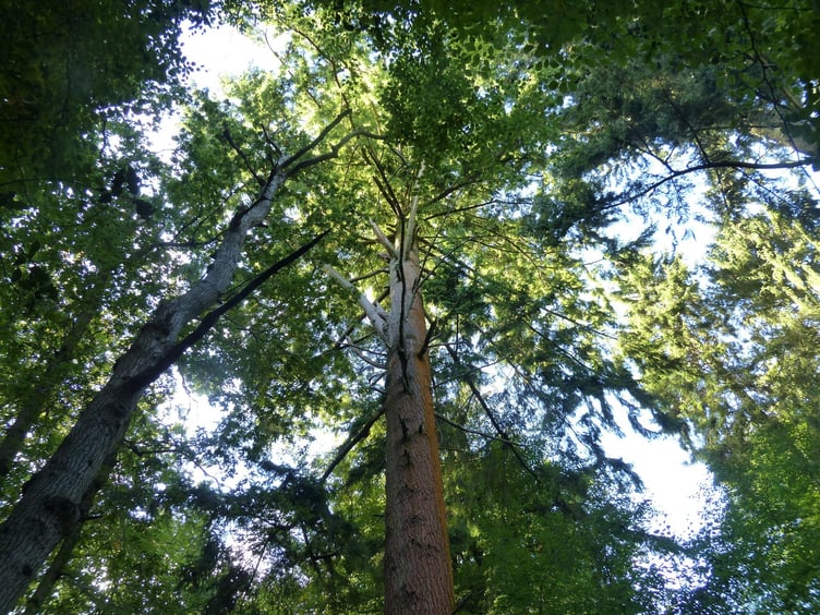 Tall Tree Walk