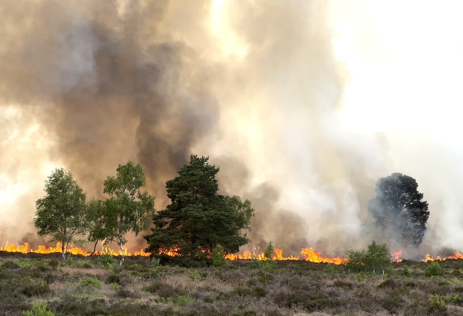 <p>Woodland at Longmoor Camp will take a generation to recover after a fire destroyed 74 acres on June 16</p>