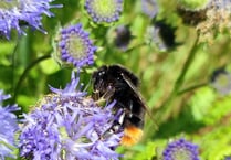 Volunteers sought to boost biodiversity at cemetery Bloomin’ Help Out