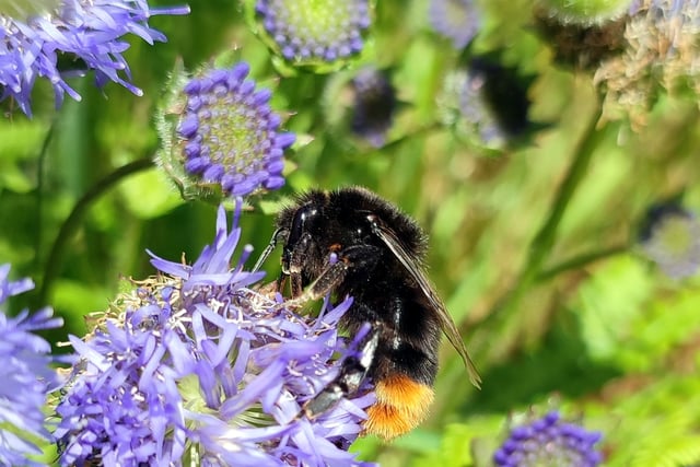Volunteers sought to boost biodiversity at cemetery Bloomin’ Help Out