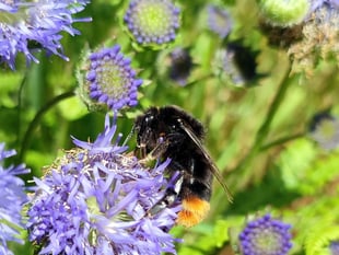 EHDC leader: New laws can help us enhance wildlife through planning