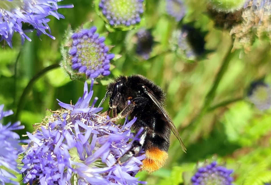 <p>Farnham Town Council will hold its latest Bloomin’ Help Out event at the West Street Cemetery on May 11</p>
