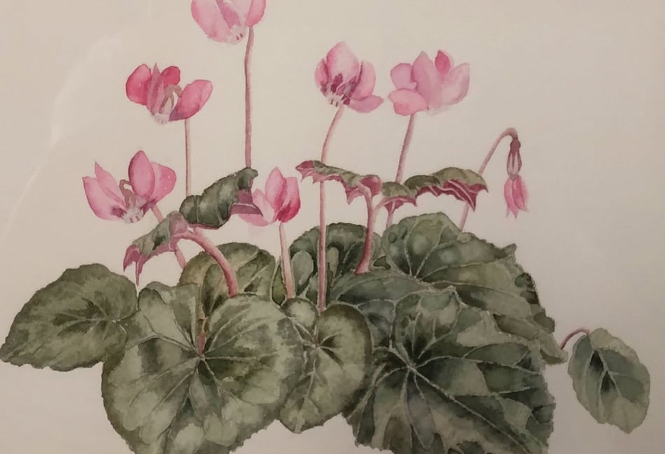 <p>'Cyclamen', by Sue Cox, is entered in the Best Floral category</p>