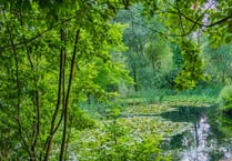 Haslemere Museum gardens open to all this summer