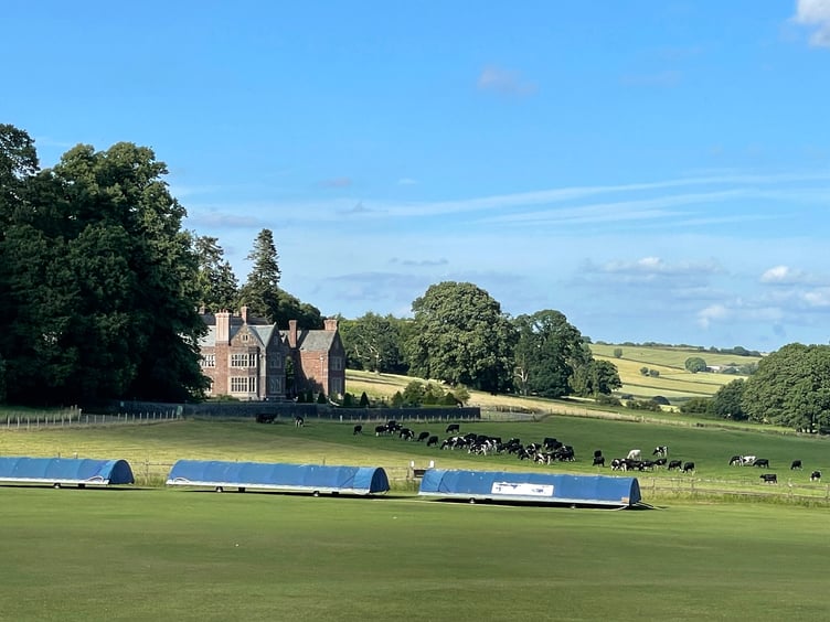 Cricket covers and cattle at Sandford Cricket Club. AQ 1564
