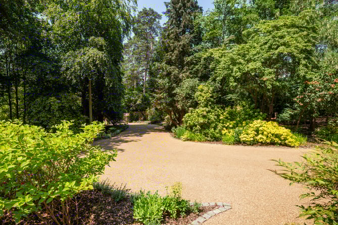botony wood