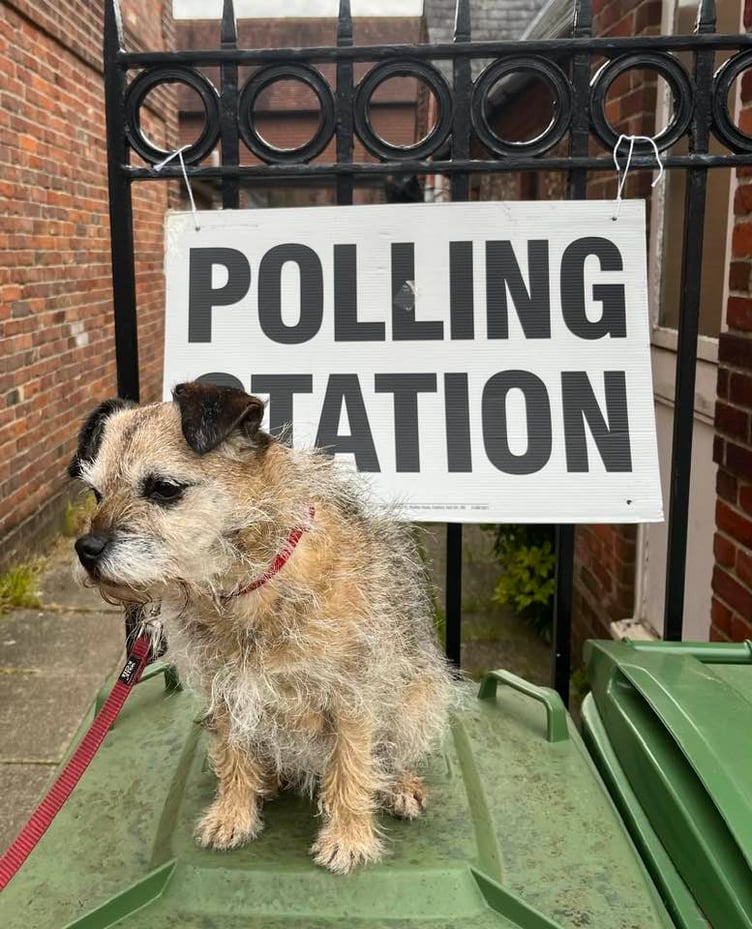 These politicians are making a right old dogs dinner of things: vote canine!