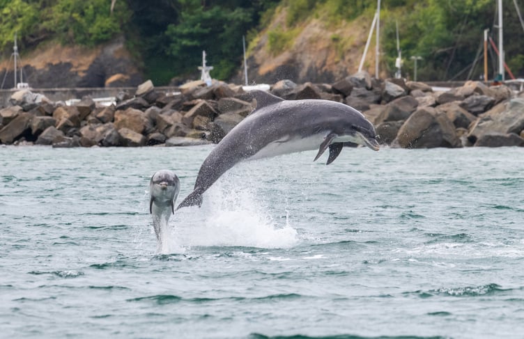 Mother and calf breaching the water in New Quay