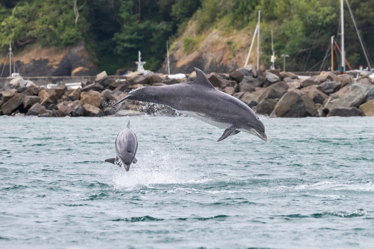 Mother and calf breaching the water in New Quay