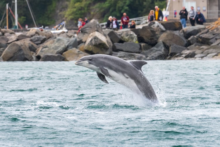 Dolphin breaching the water in New Quay on Thursday