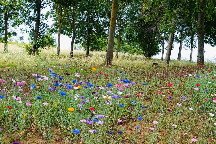 A wild meadow planted by Petersfield Golf Club near its 16th tee is bursting into life