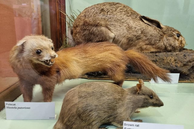 Walk on Haslemere's wild side at the museum this summer