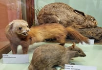 Walk on Haslemere's wild side at the museum this summer